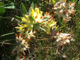vulneraria