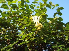 caprifoglio